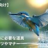 シニアの野鳥撮影、「くぅんくぅん」と「グスングスン」作戦について