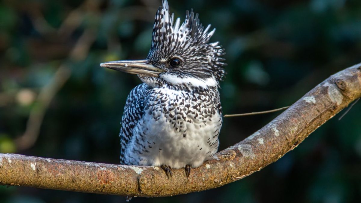 人間には100m以内に滅多に近づかないヤマセミ