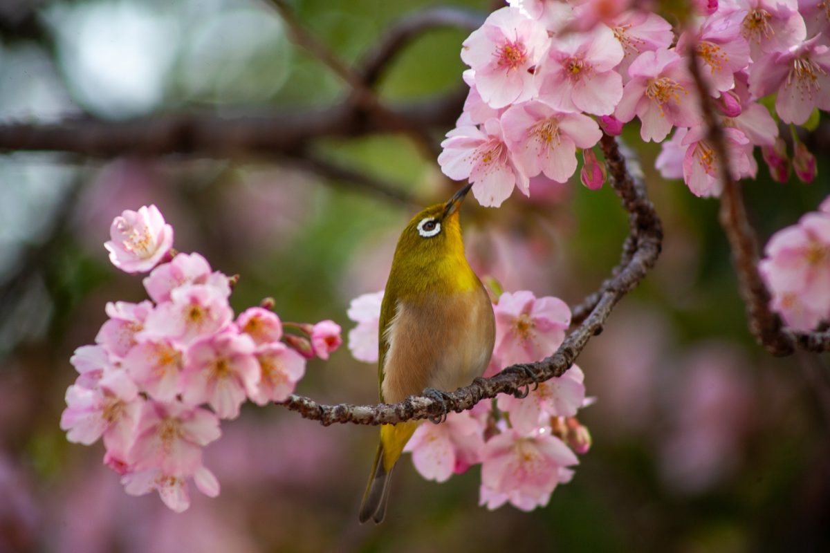 野鳥撮影ピントは目に